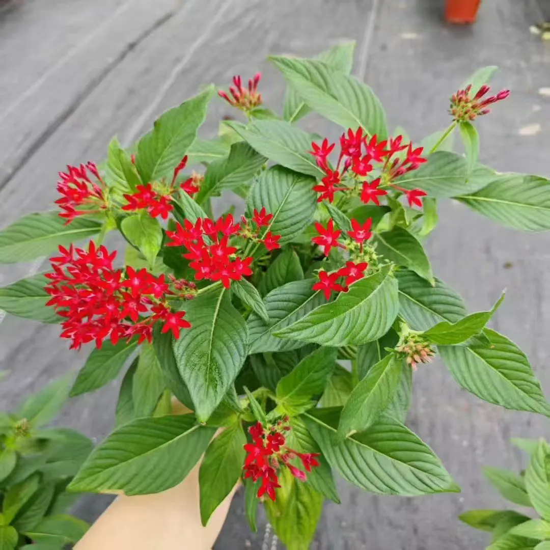 【苗木~五星花】