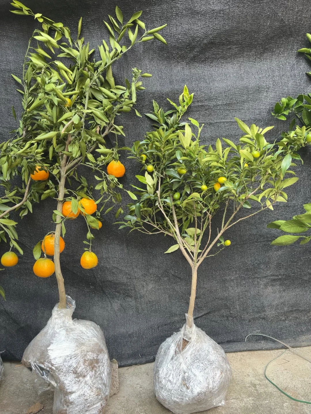 带果橘子树苗两位数