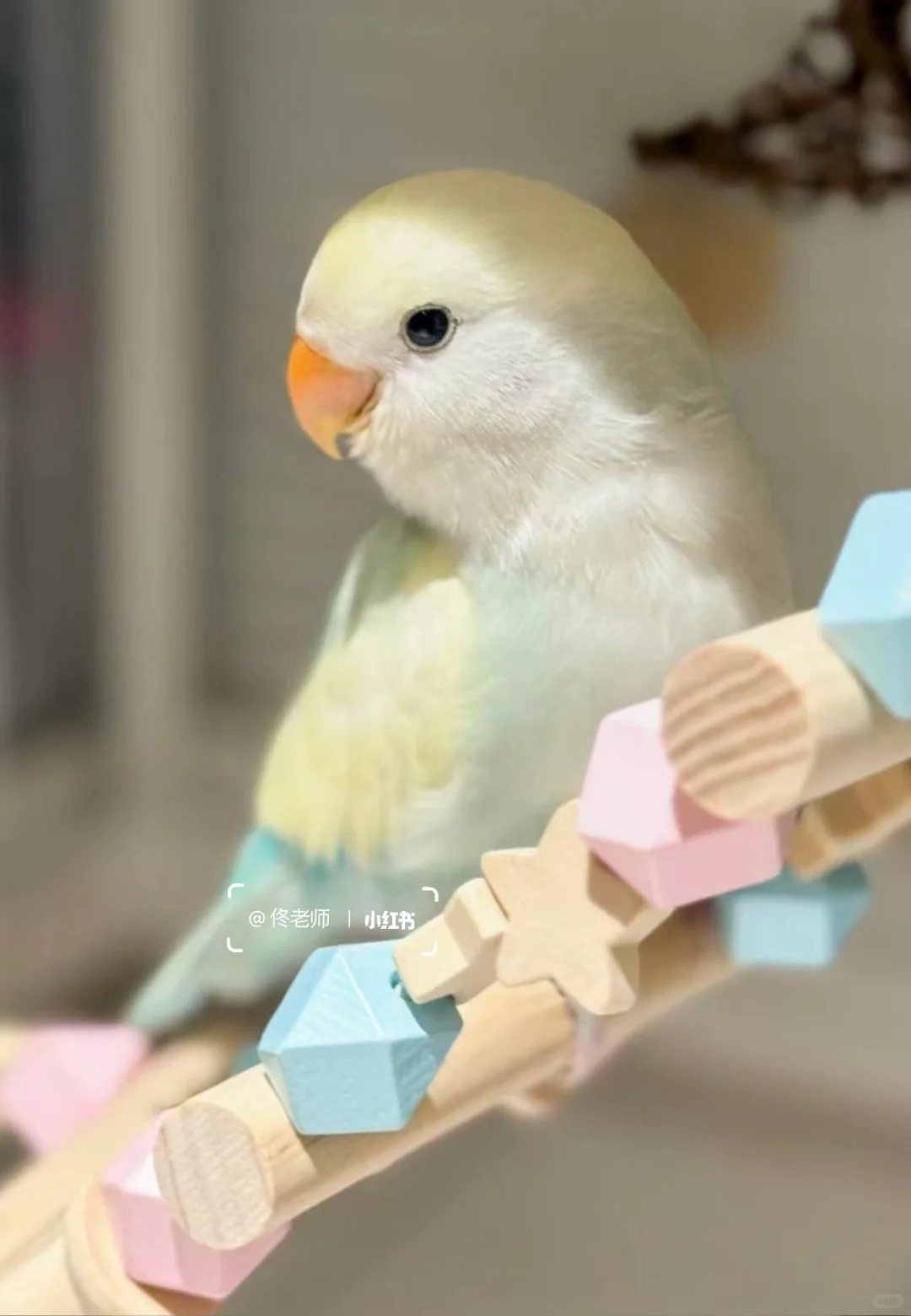 ?️老板要求：画鹦鹉！