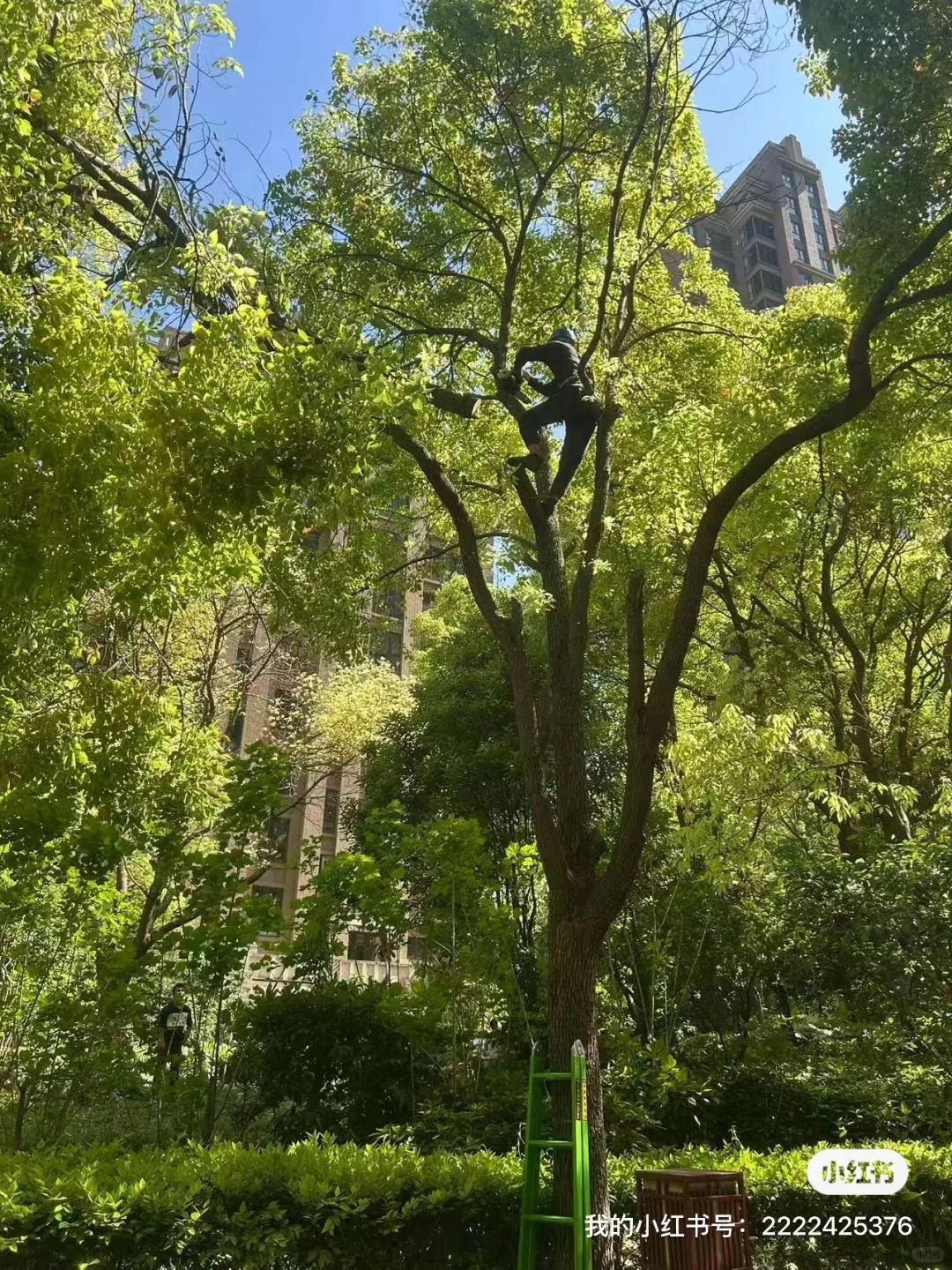 上海本地绿化养护 修剪树木