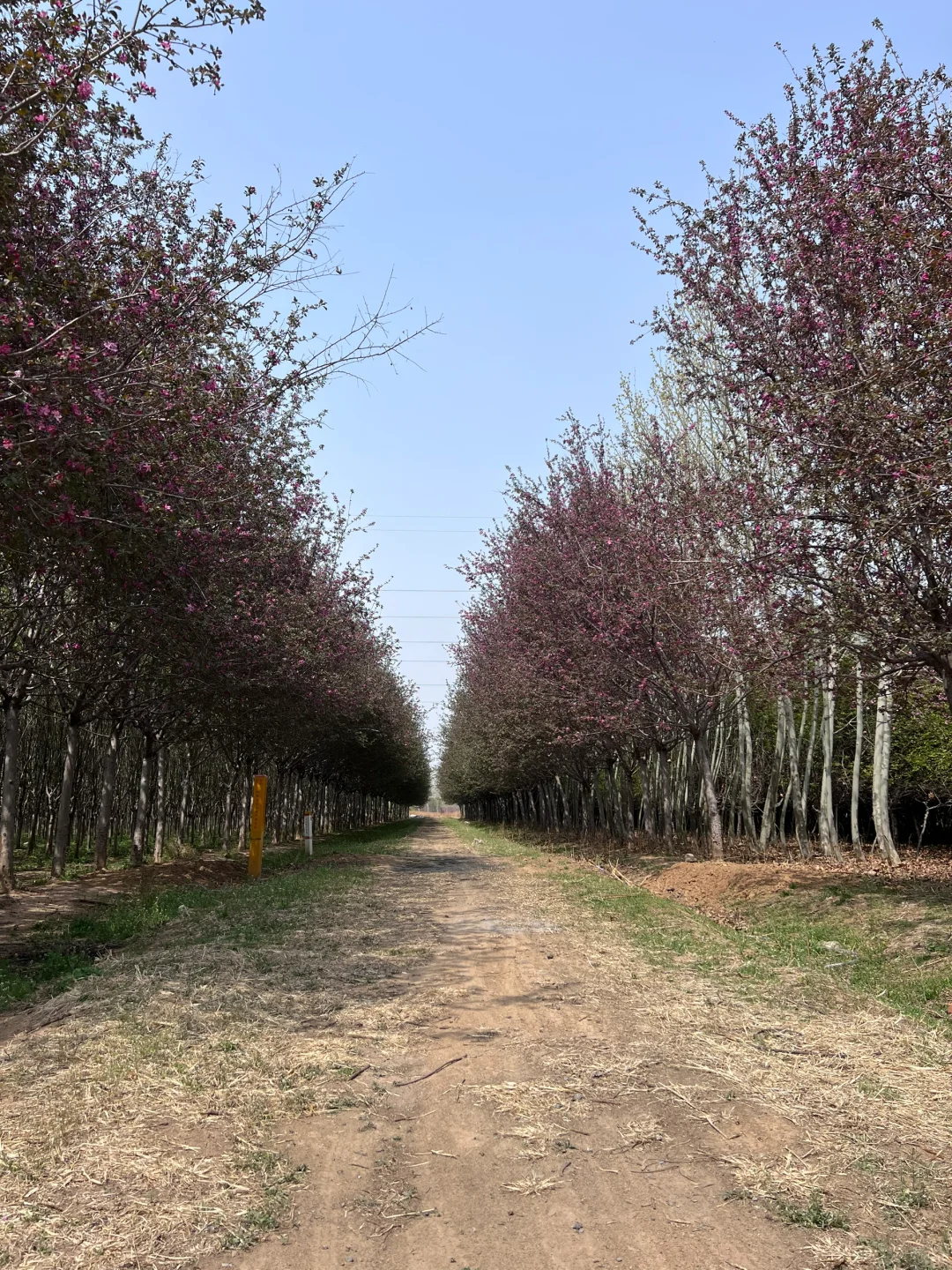 山东苗圃哪家有