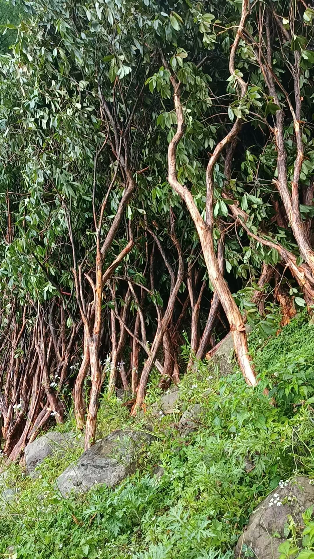 植物素材、马醉木枝材、仿