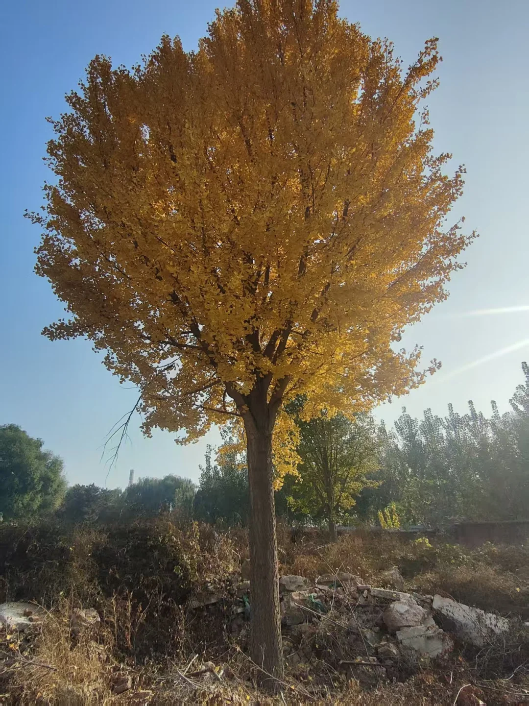 ?超值苗木清园｜唐山丰南精品树木专场