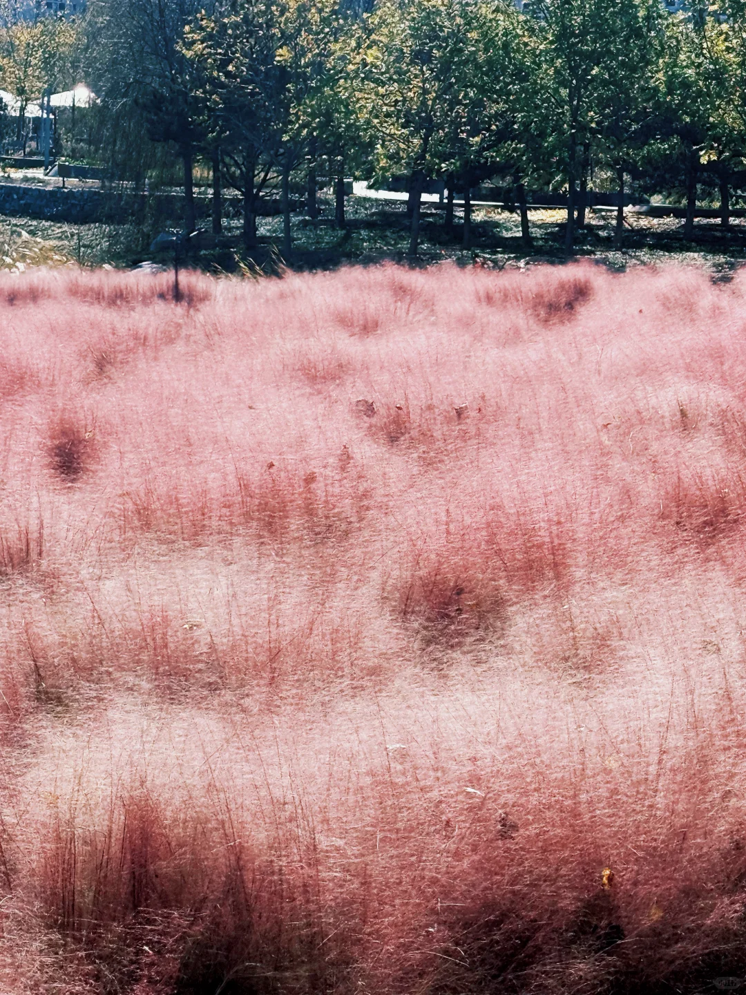 大兴永定公园|秋日里的粉色田野错过等一年