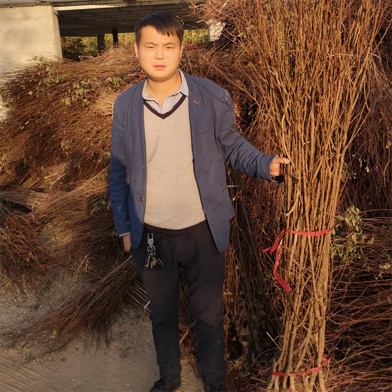 晚熟秋月梨树苗