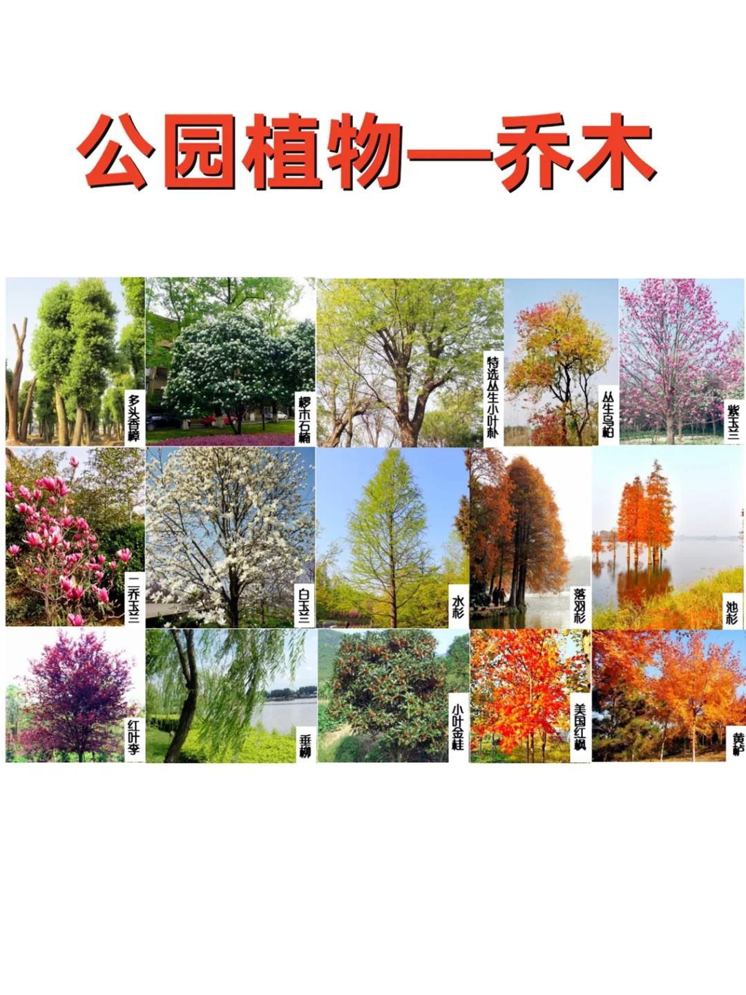 公园植物设计——公园常用植物 植物苗木表