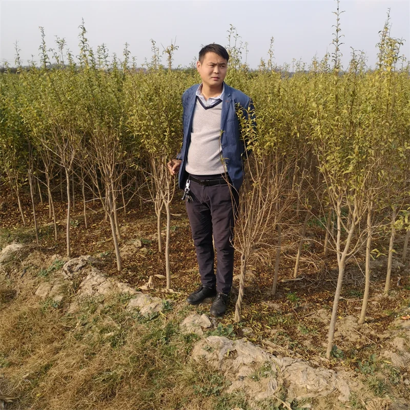 晚熟秋月梨树苗