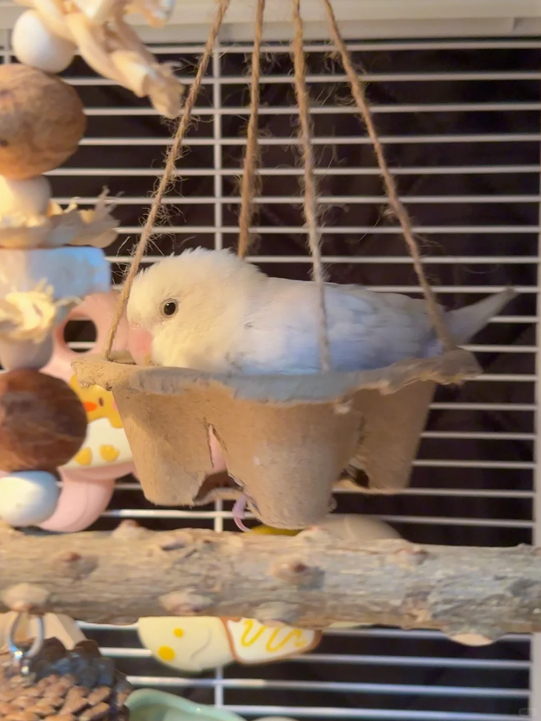 鸟鸟自制新玩具