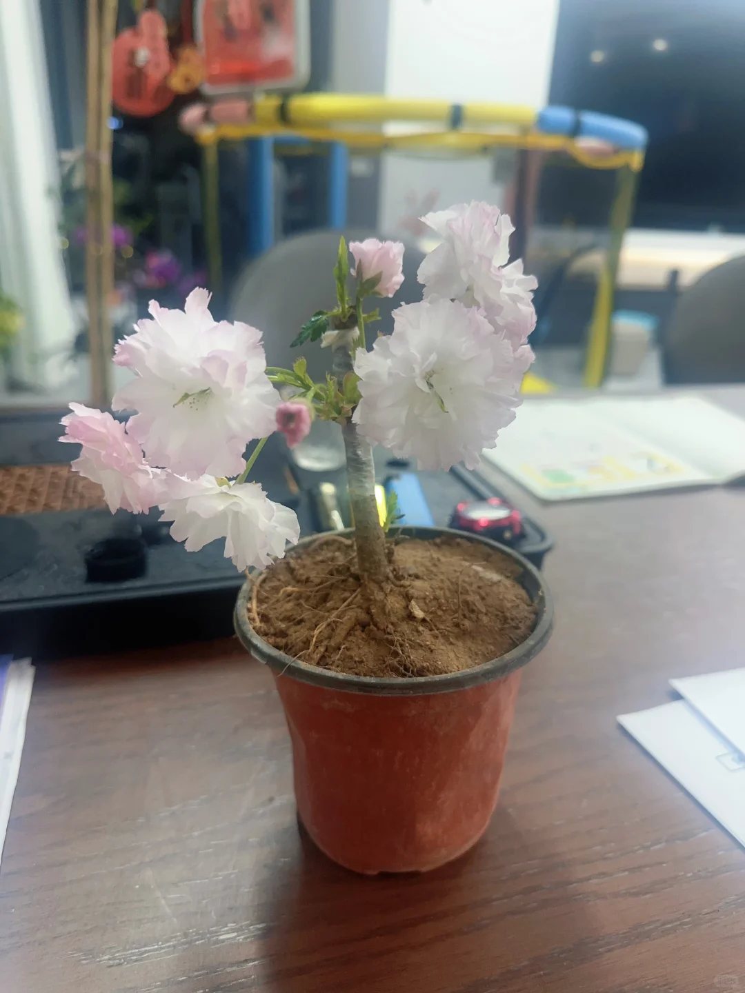 樱花盆景盆栽绿植花卉苗木种植