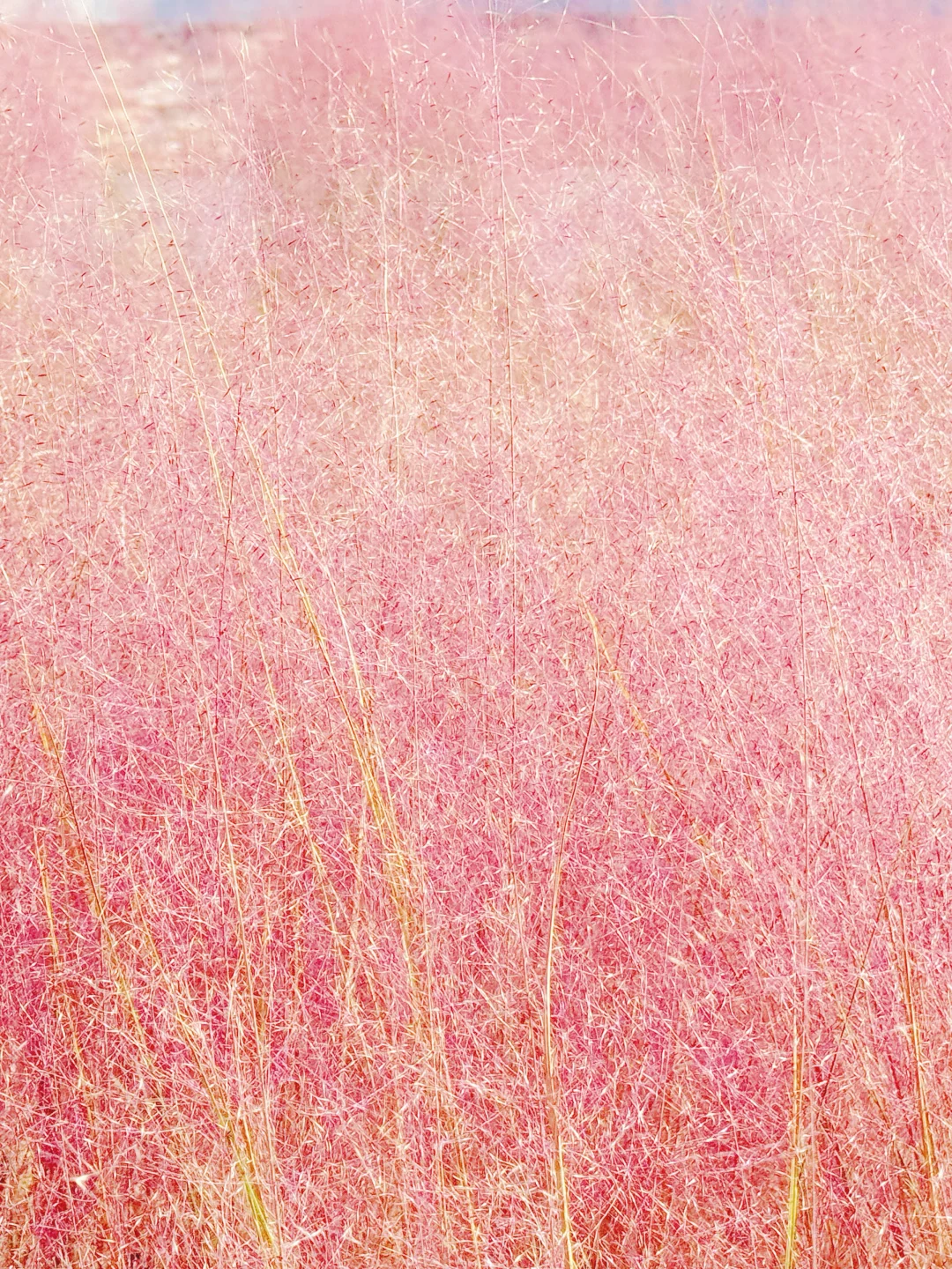 大兴永定公园|秋日里的粉色田野错过等一年