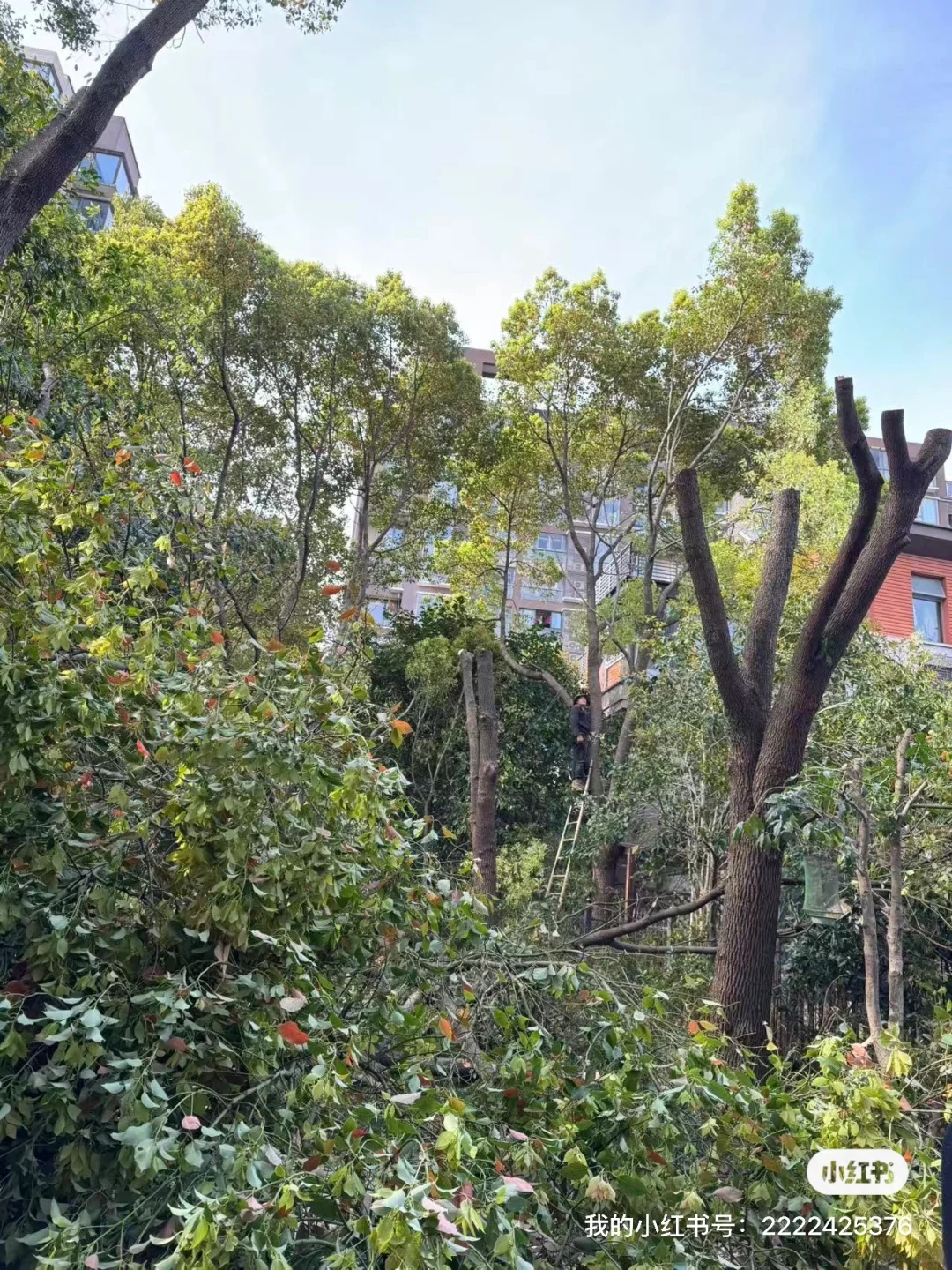 上海本地绿化养护 修剪树木