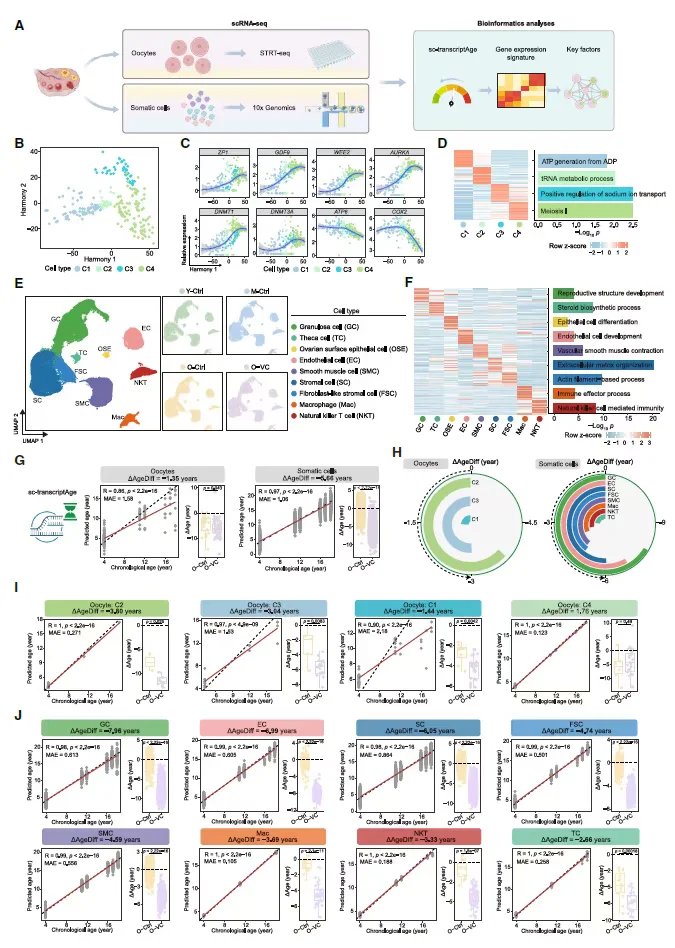 便宜且有效！维生素c显著抗衰延缓卵巢衰老