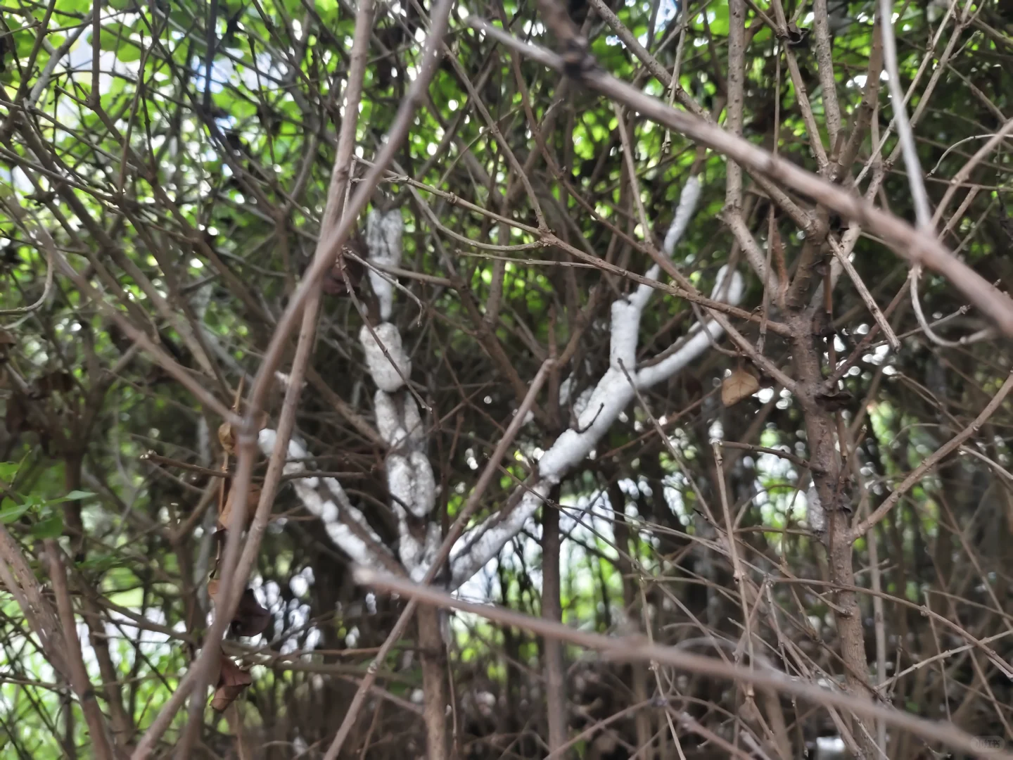 急！急！急！有没有做园林绿化的朋友！