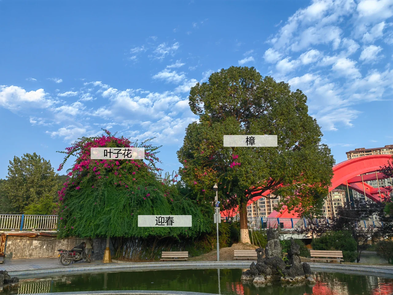 园林植物配置实景