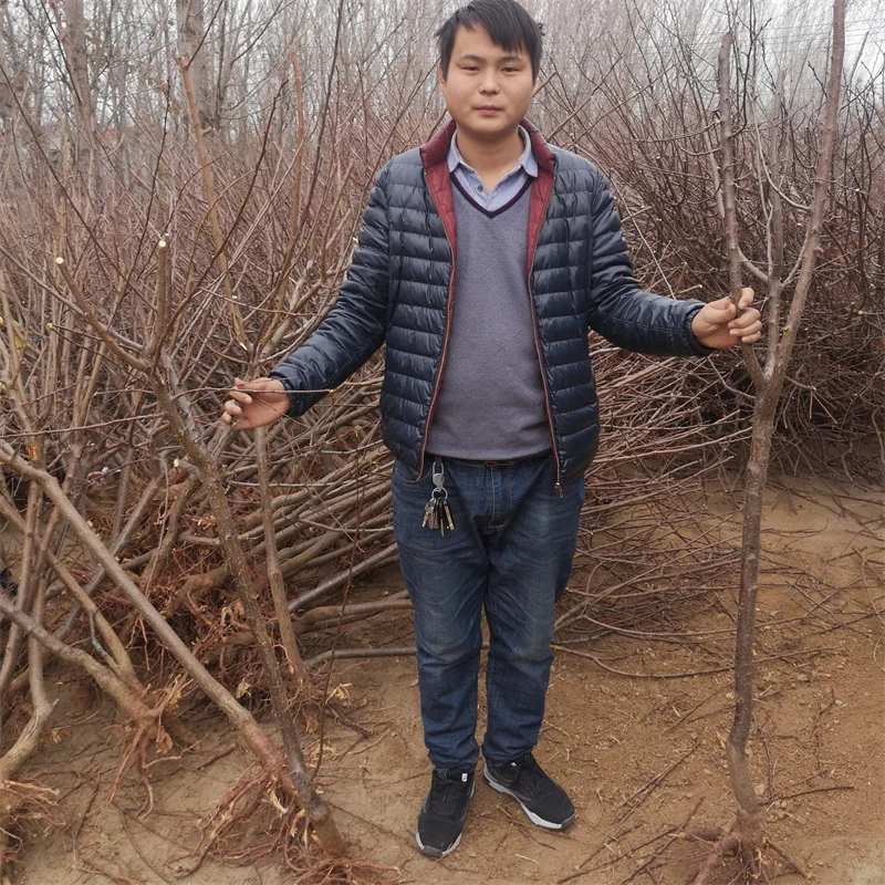 晚熟秋月梨树苗