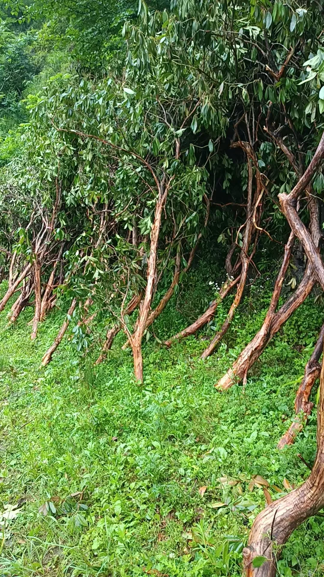 植物素材、马醉木枝材、仿