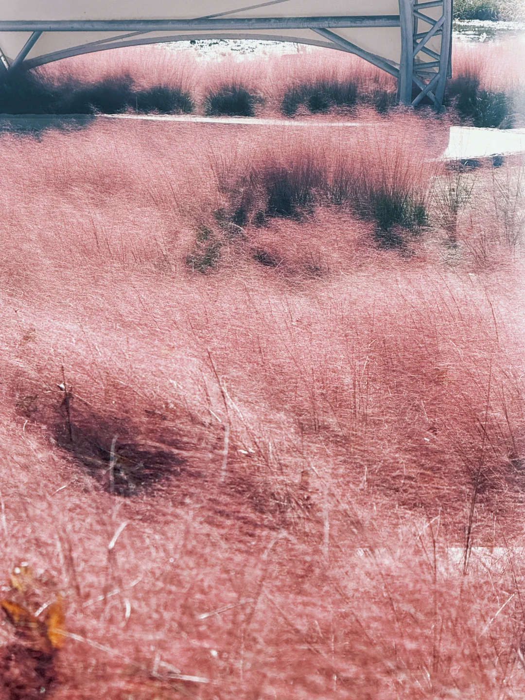 大兴永定公园|秋日里的粉色田野错过等一年