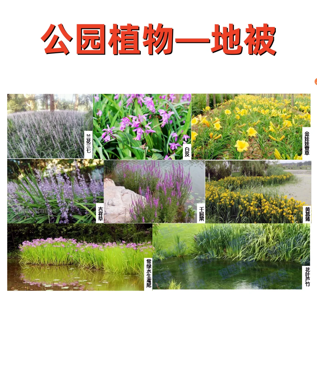 公园植物设计——公园常用植物 植物苗木表