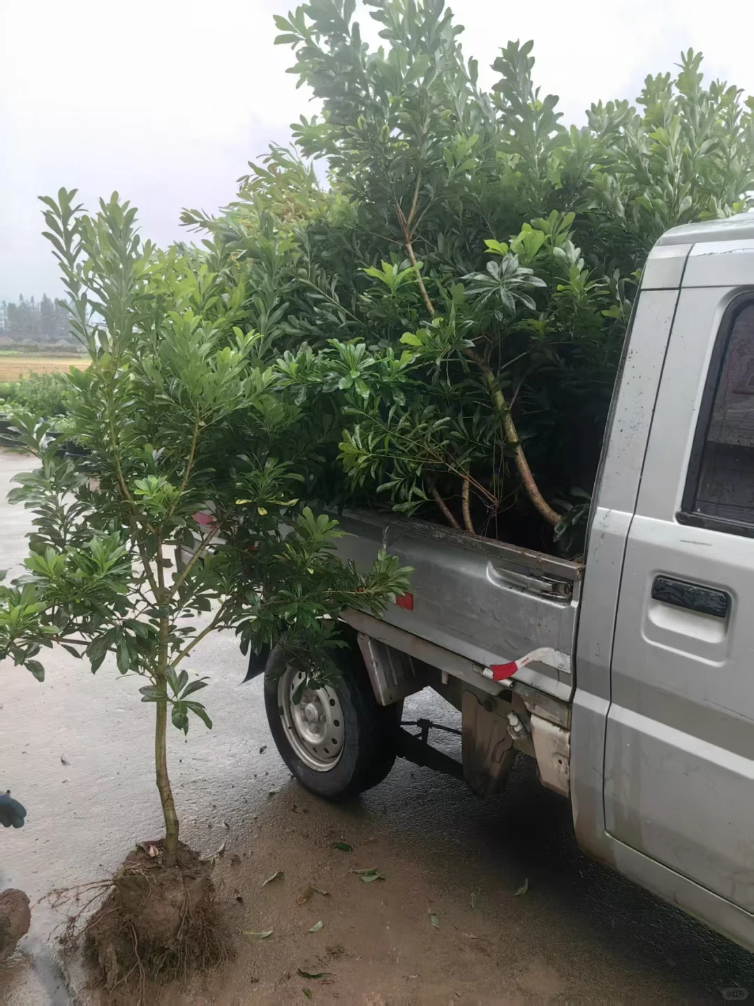 很适合种在院子里的东魁杨梅树形