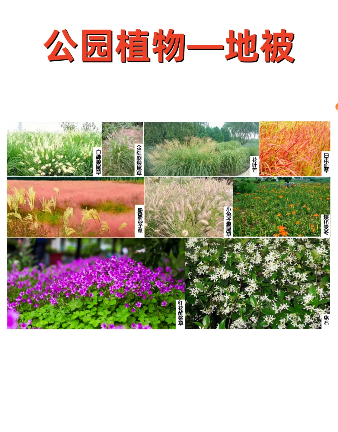 公园植物设计——公园常用植物 植物苗木表