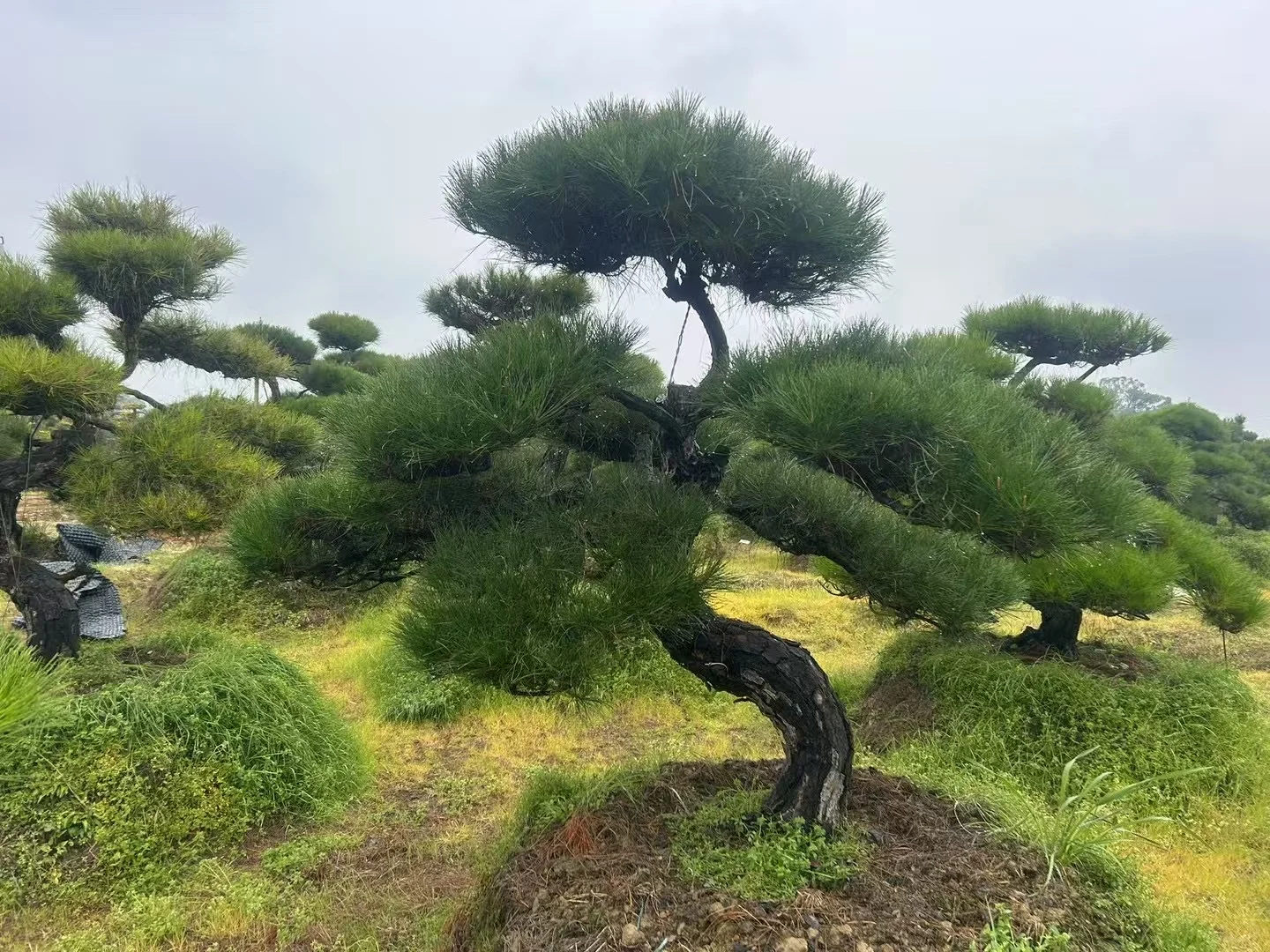 这种景观苗木，越种越值钱?