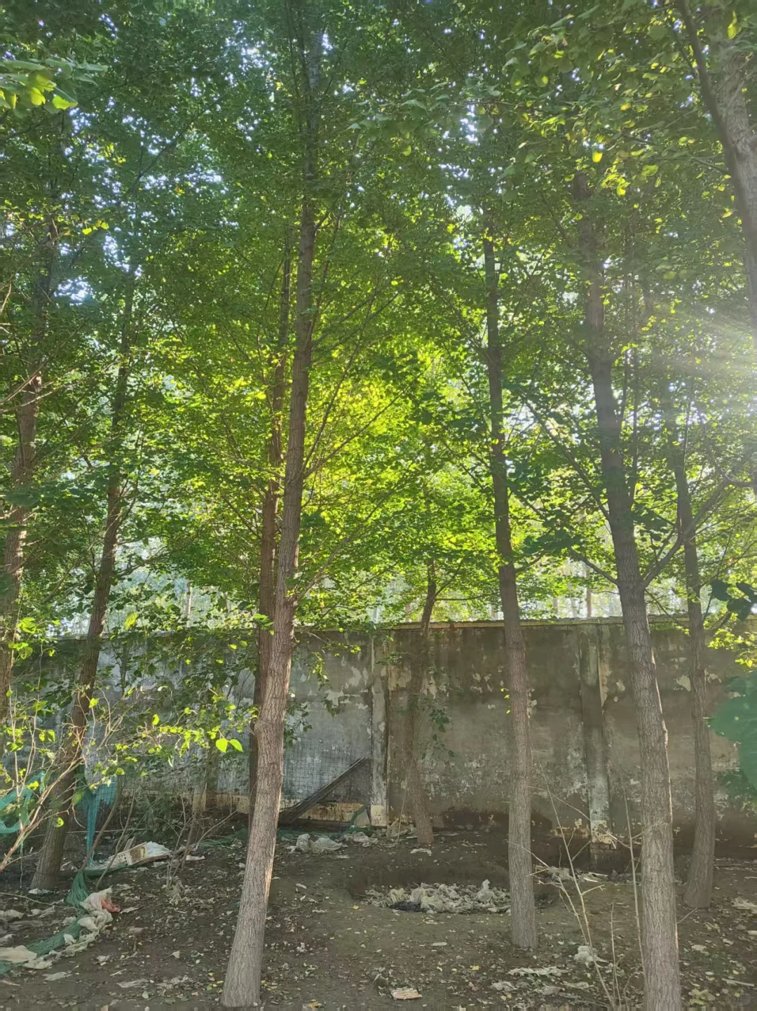 ?超值苗木清园｜唐山丰南精品树木专场