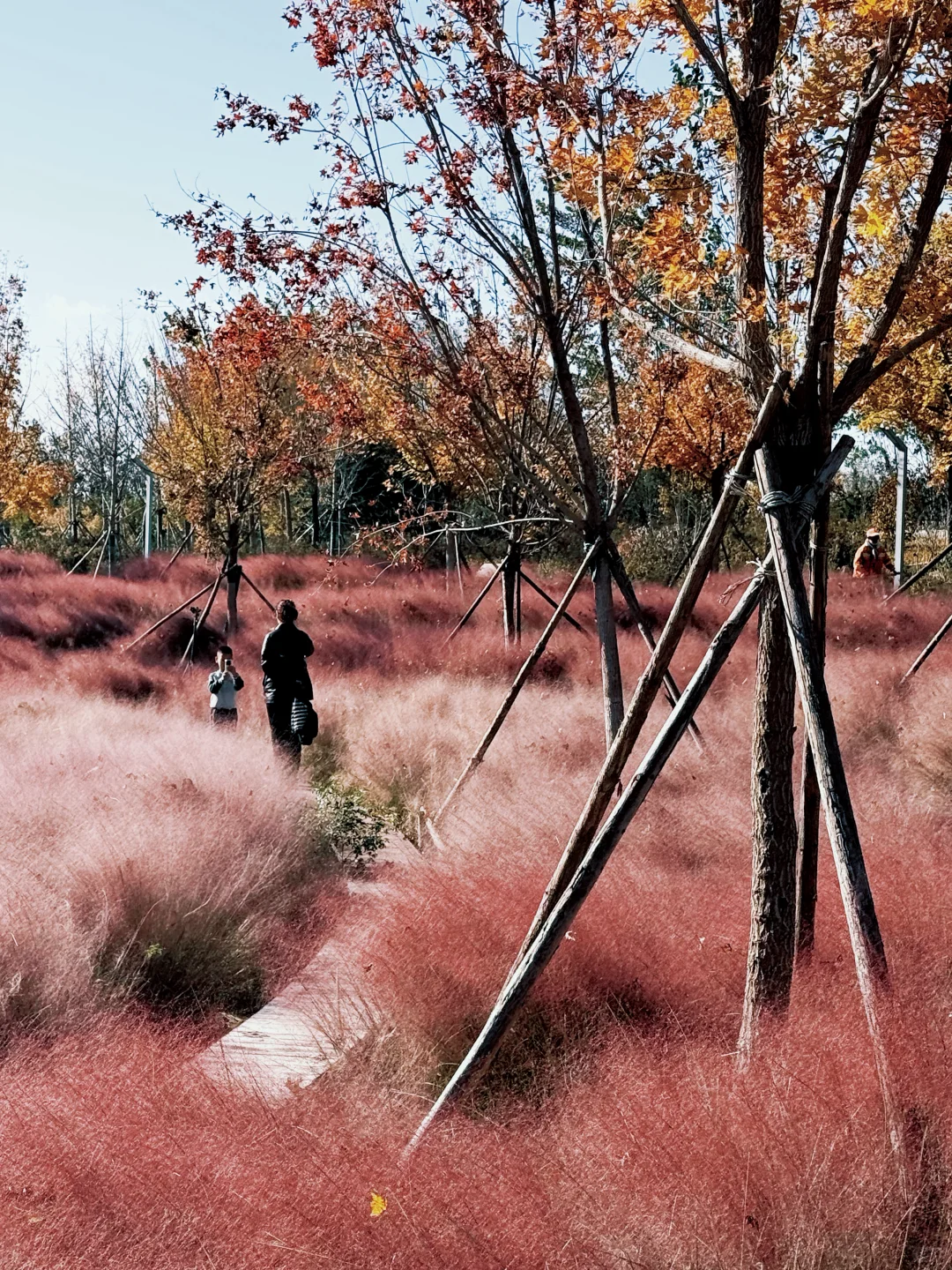 大兴永定公园|秋日里的粉色田野错过等一年