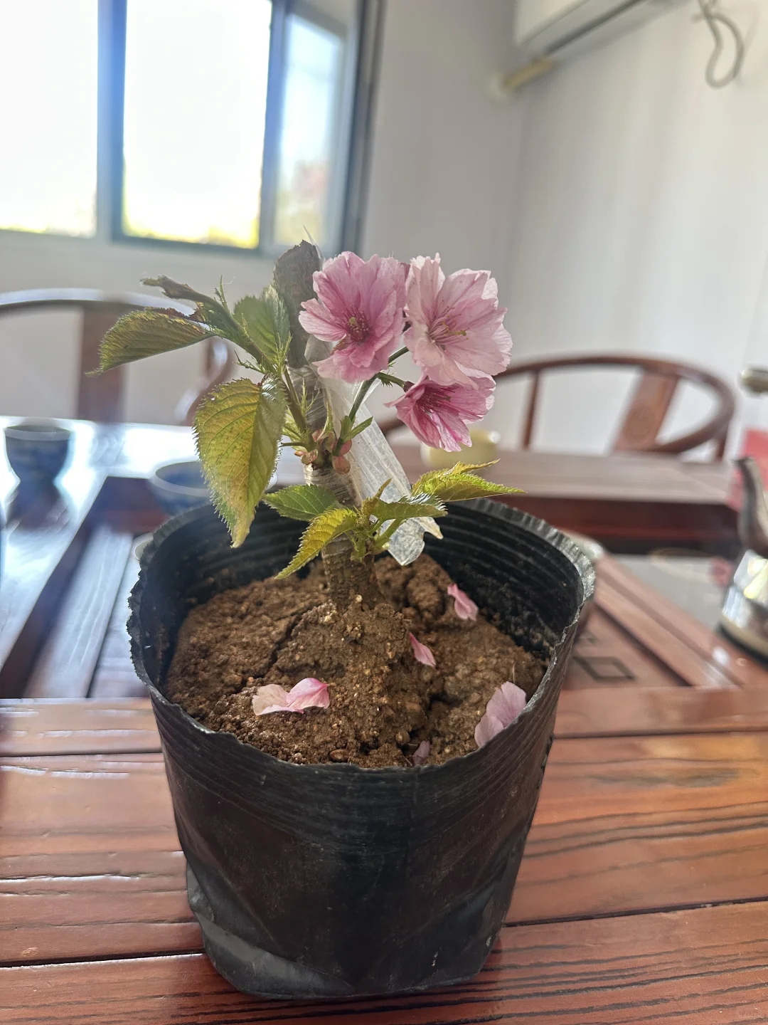 樱花盆景盆栽绿植花卉苗木种植