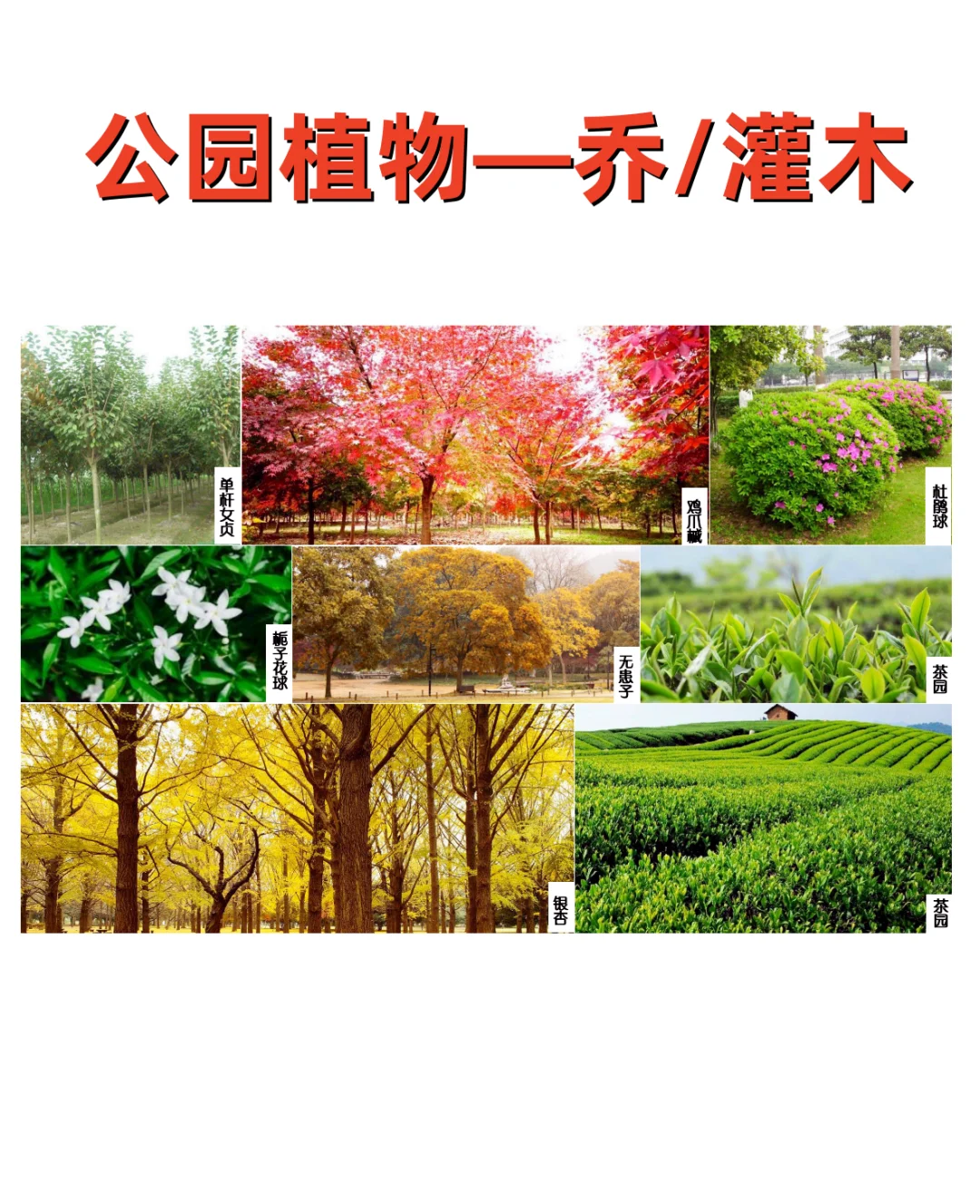 公园植物设计——公园常用植物 植物苗木表