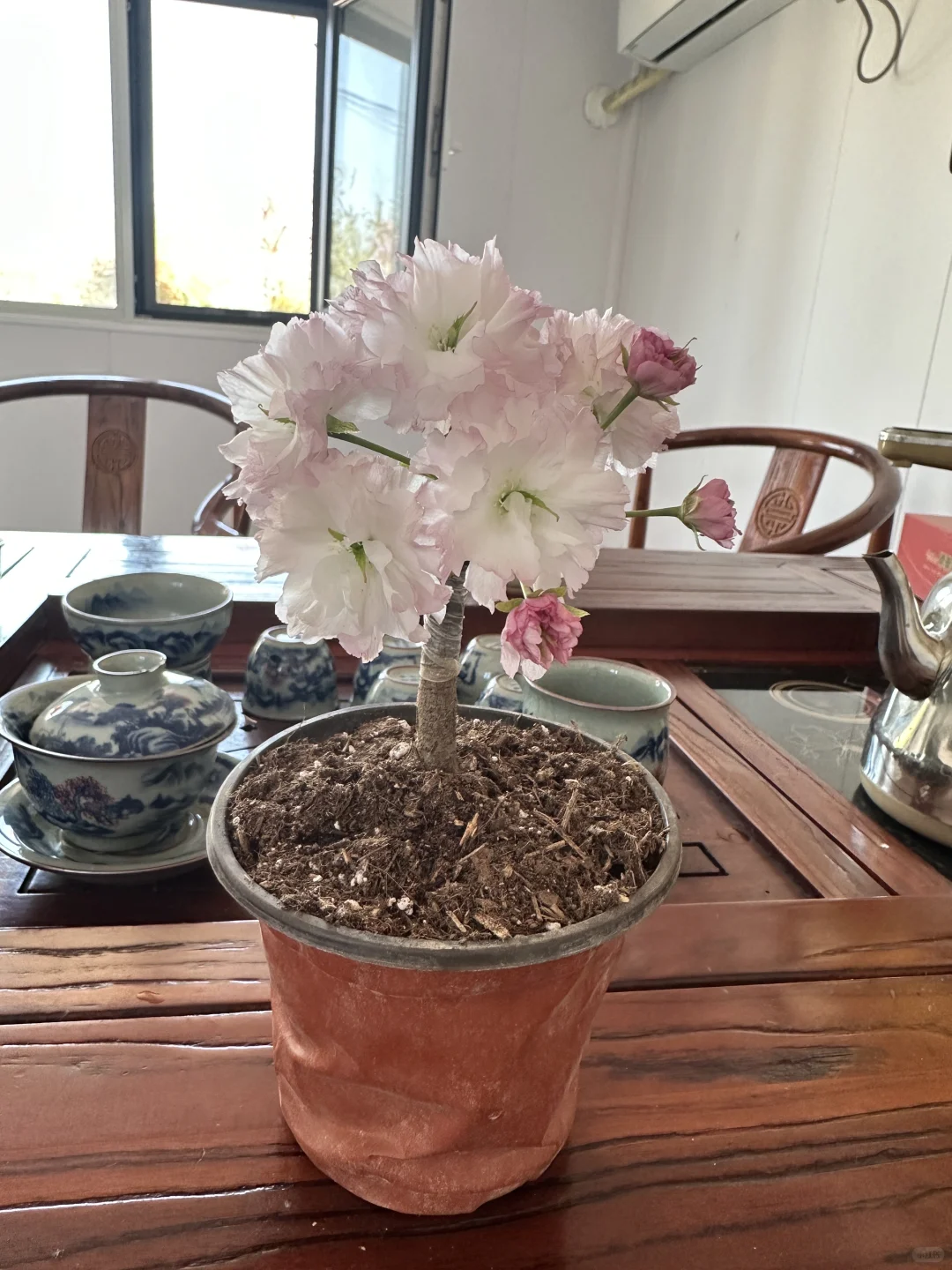 樱花盆景盆栽绿植花卉苗木种植