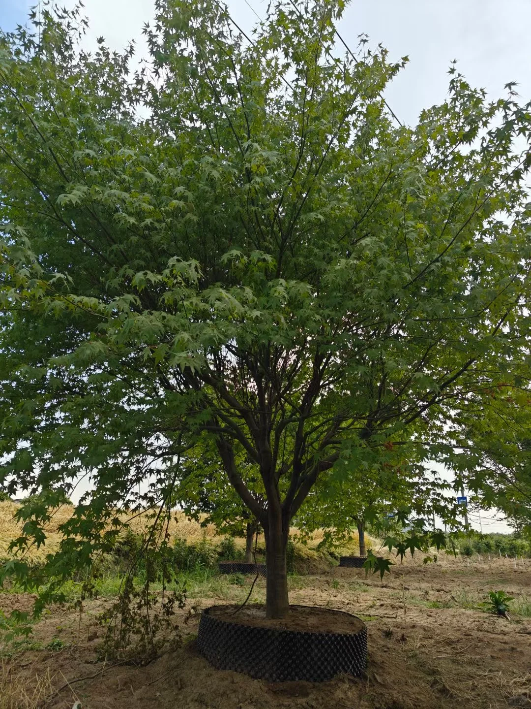 一园一树——鸡爪槭