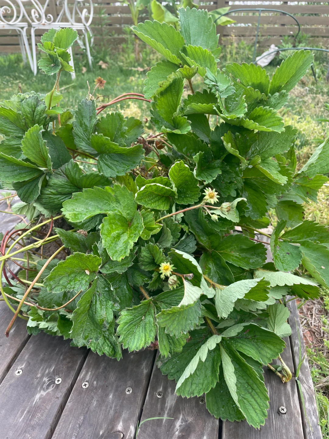 院子里美人焦发出来好多还有草莓苗免费送