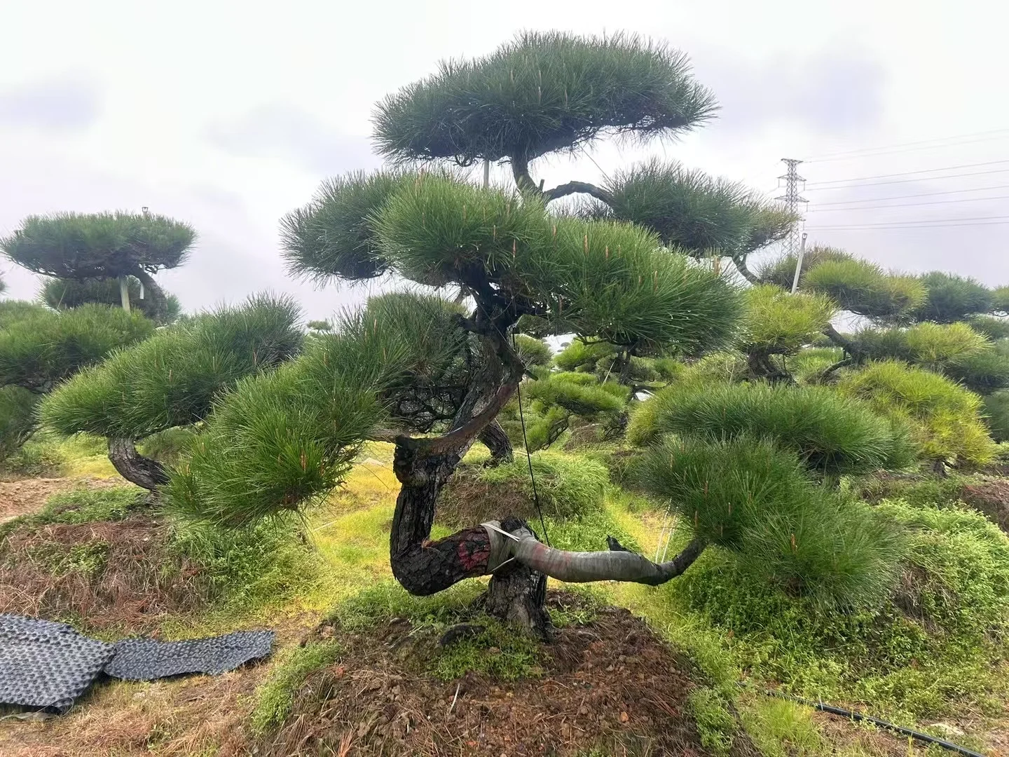 这种景观苗木，越种越值钱?