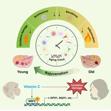便宜且有效！维生素c显著抗衰延缓卵巢衰老