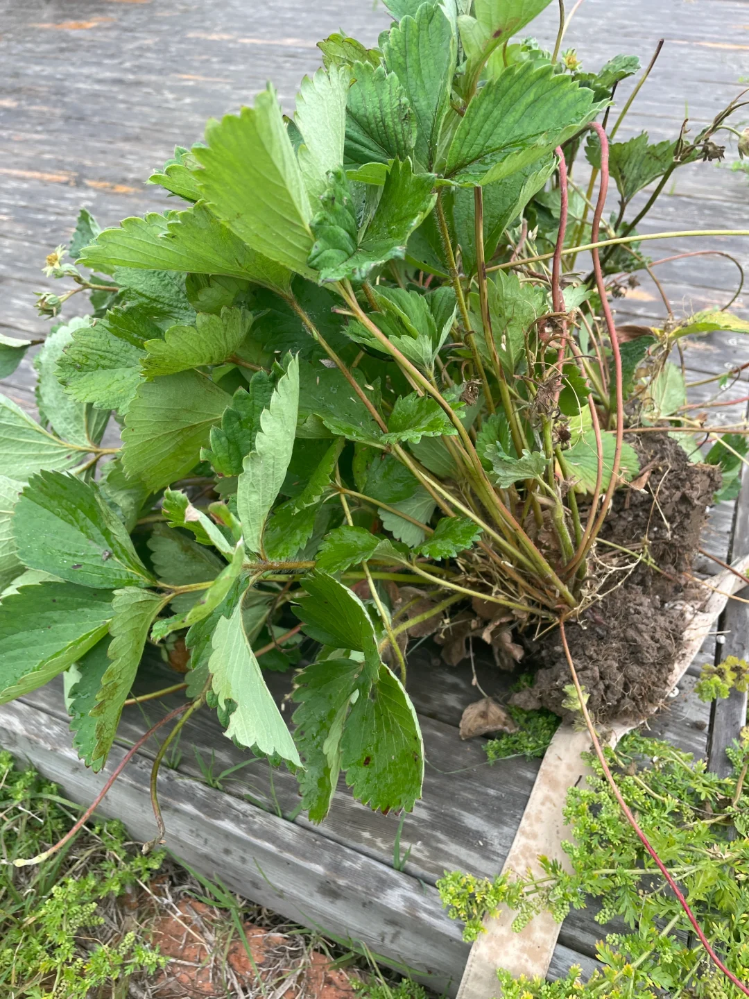 院子里美人焦发出来好多还有草莓苗免费送