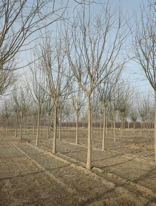 自家苗圃国槐出圃，有需要的吗