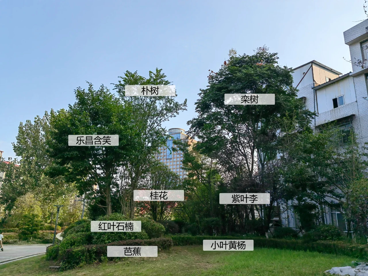 园林植物配置实景