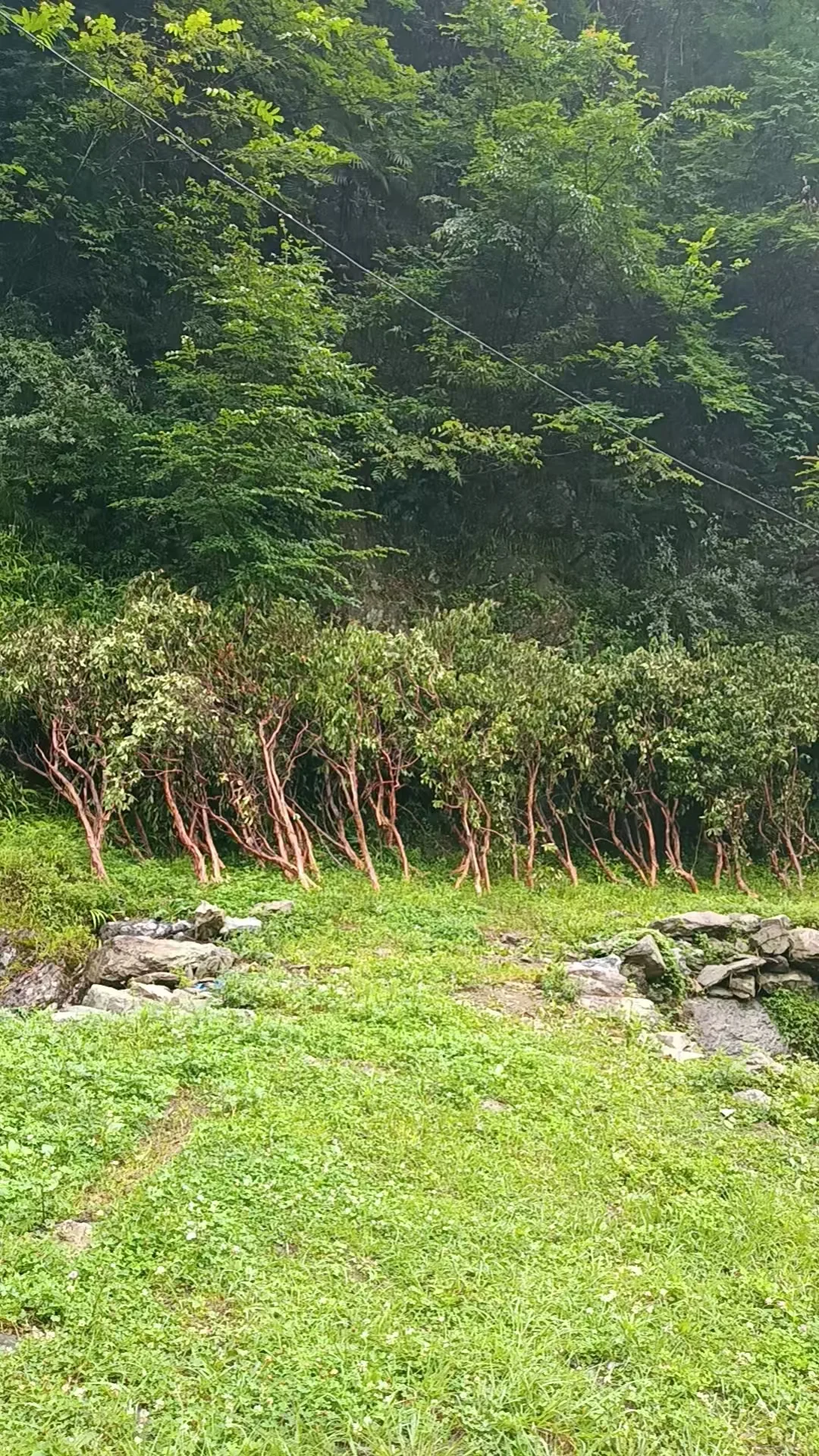 植物素材、马醉木枝材、仿