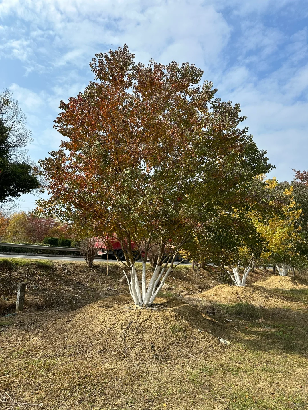 独本原生丛生乌桕秋季?与夏季?