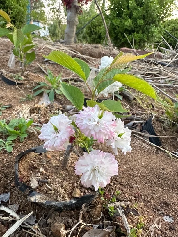 樱花盆景盆栽绿植花卉苗木种植