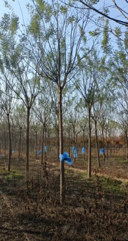 自家苗圃国槐出圃，有需要的吗