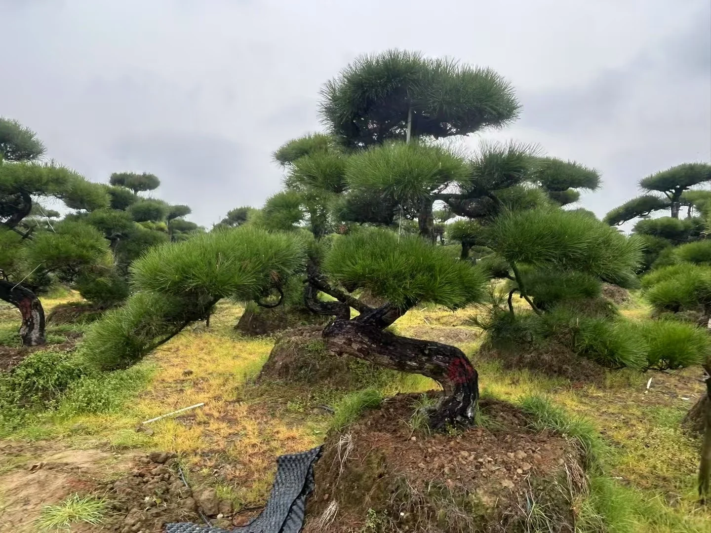 这种景观苗木，越种越值钱?