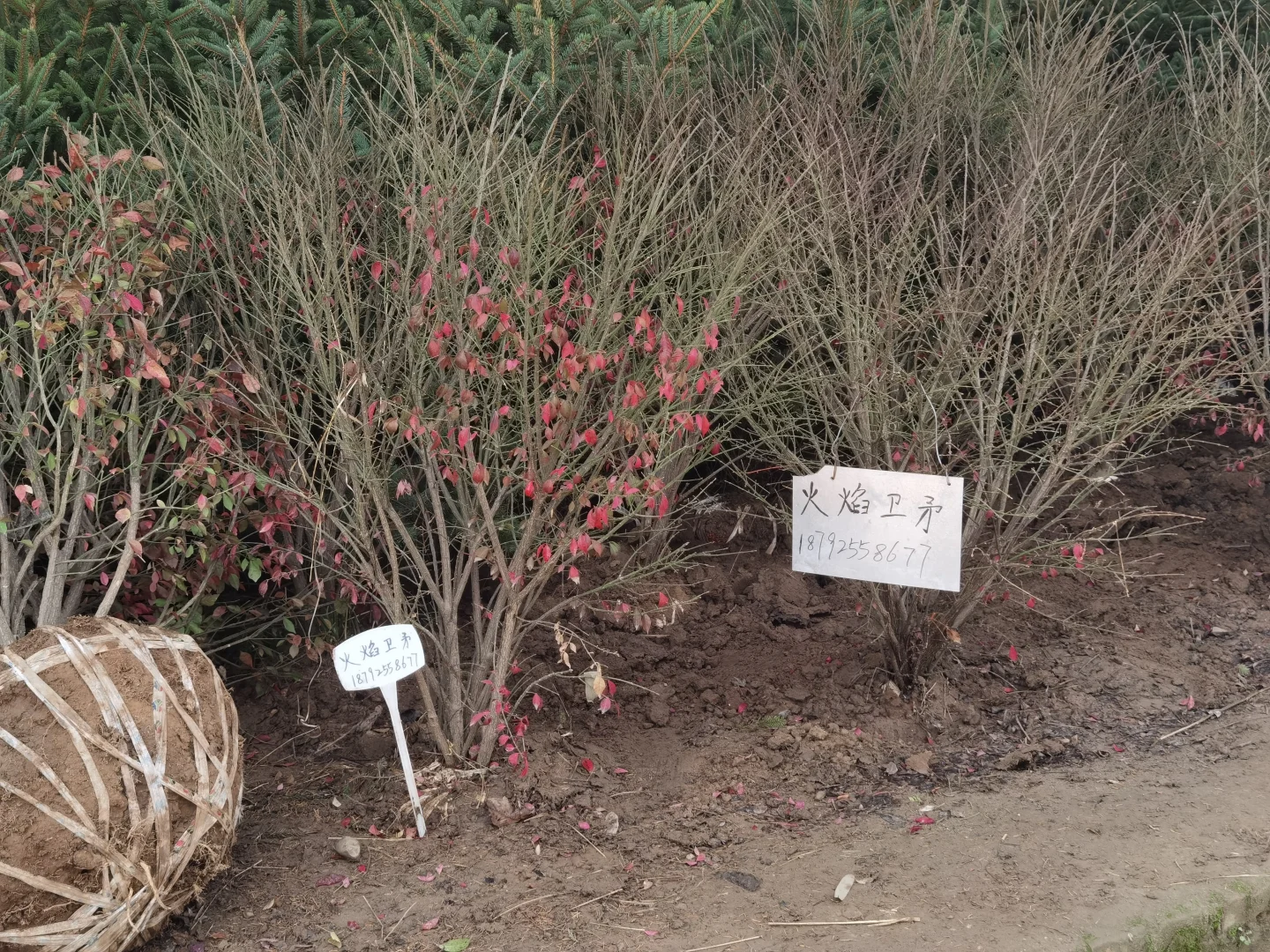 西部最大的苗木采购基地—裕盛苗木市场