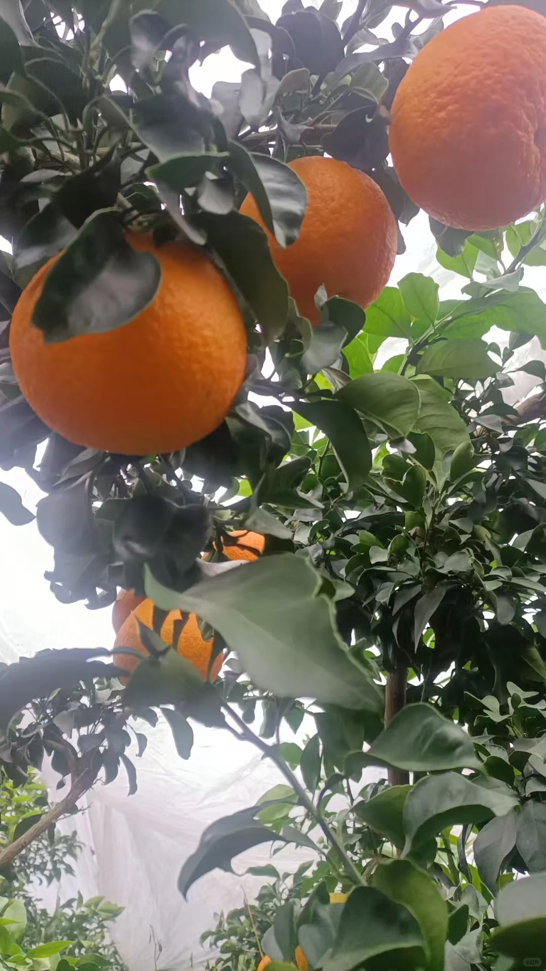 想补维生素C的 非他莫属了!