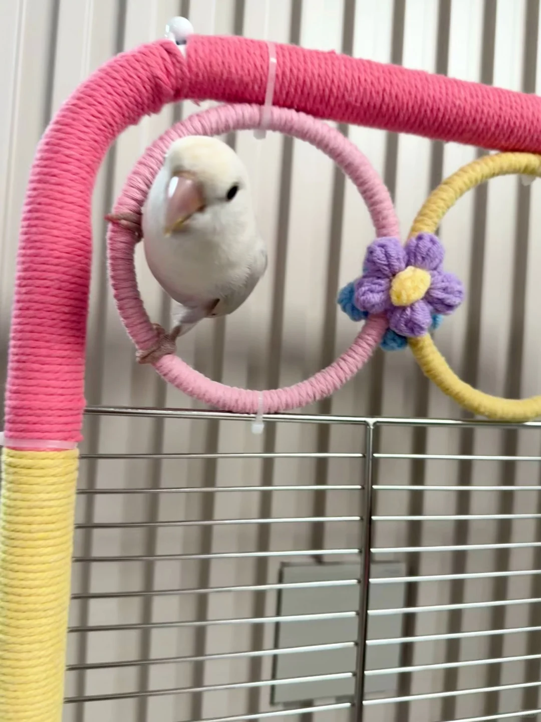 鹦鹉乐园，手工DIY鹦鹉鸟架