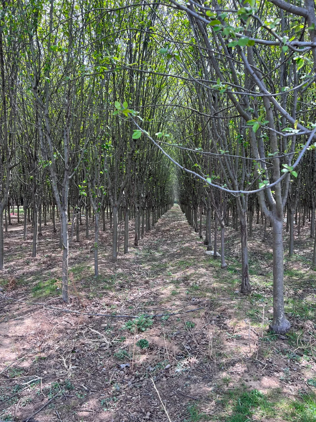 山东苗圃哪家有