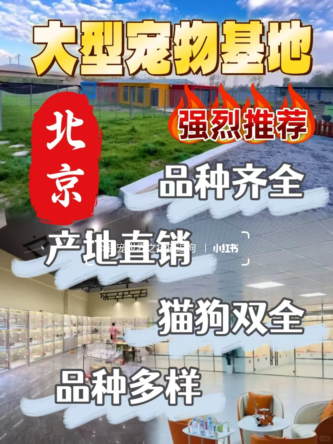 北京养宠人狂喜?挖到一家神仙犬舍！