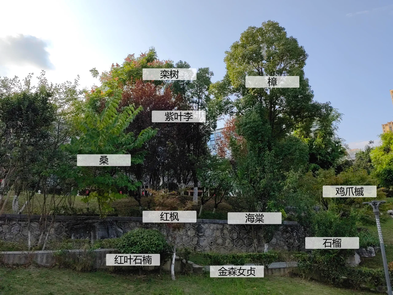 园林植物配置实景