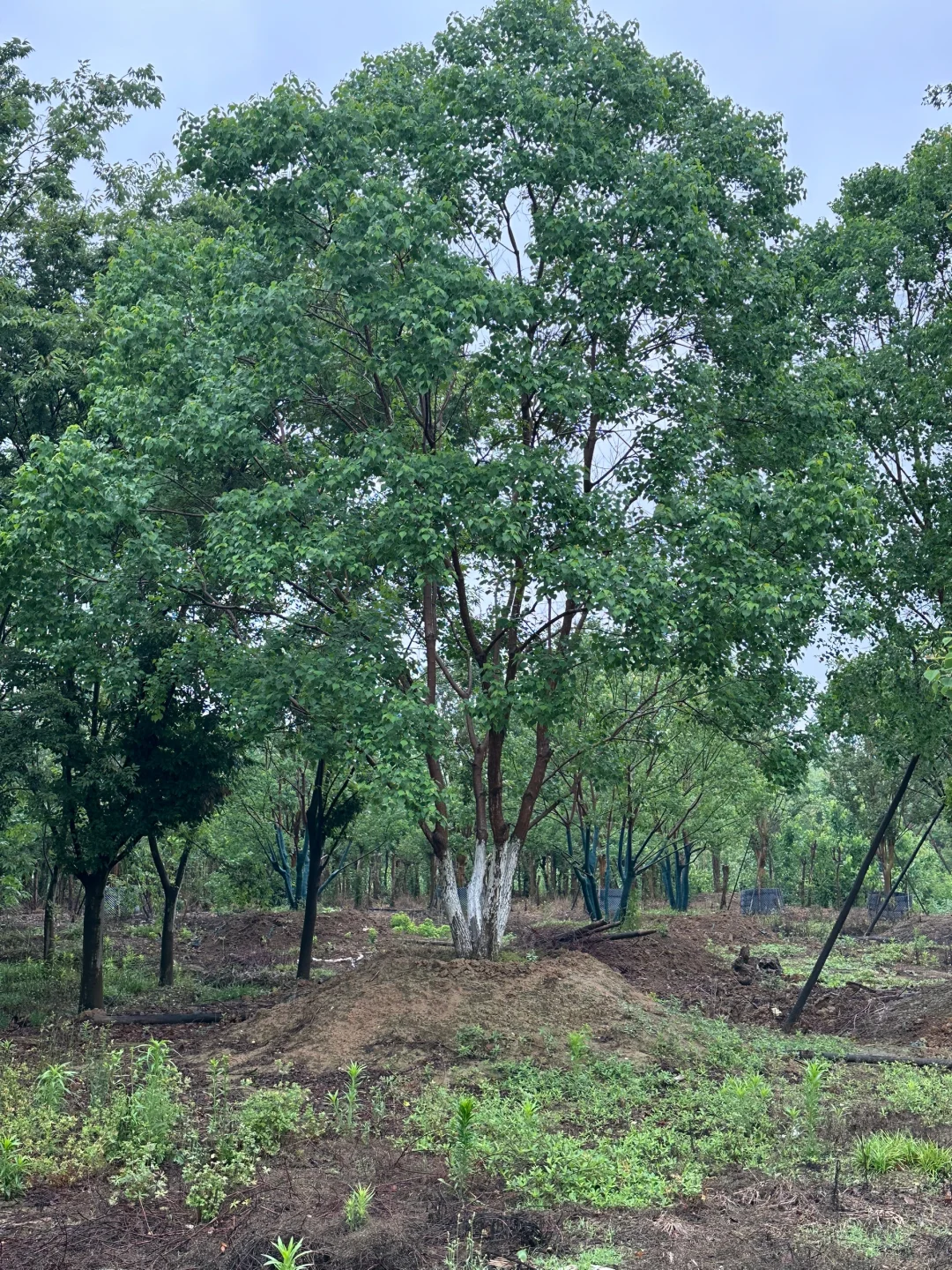 独本原生丛生乌桕秋季?与夏季?