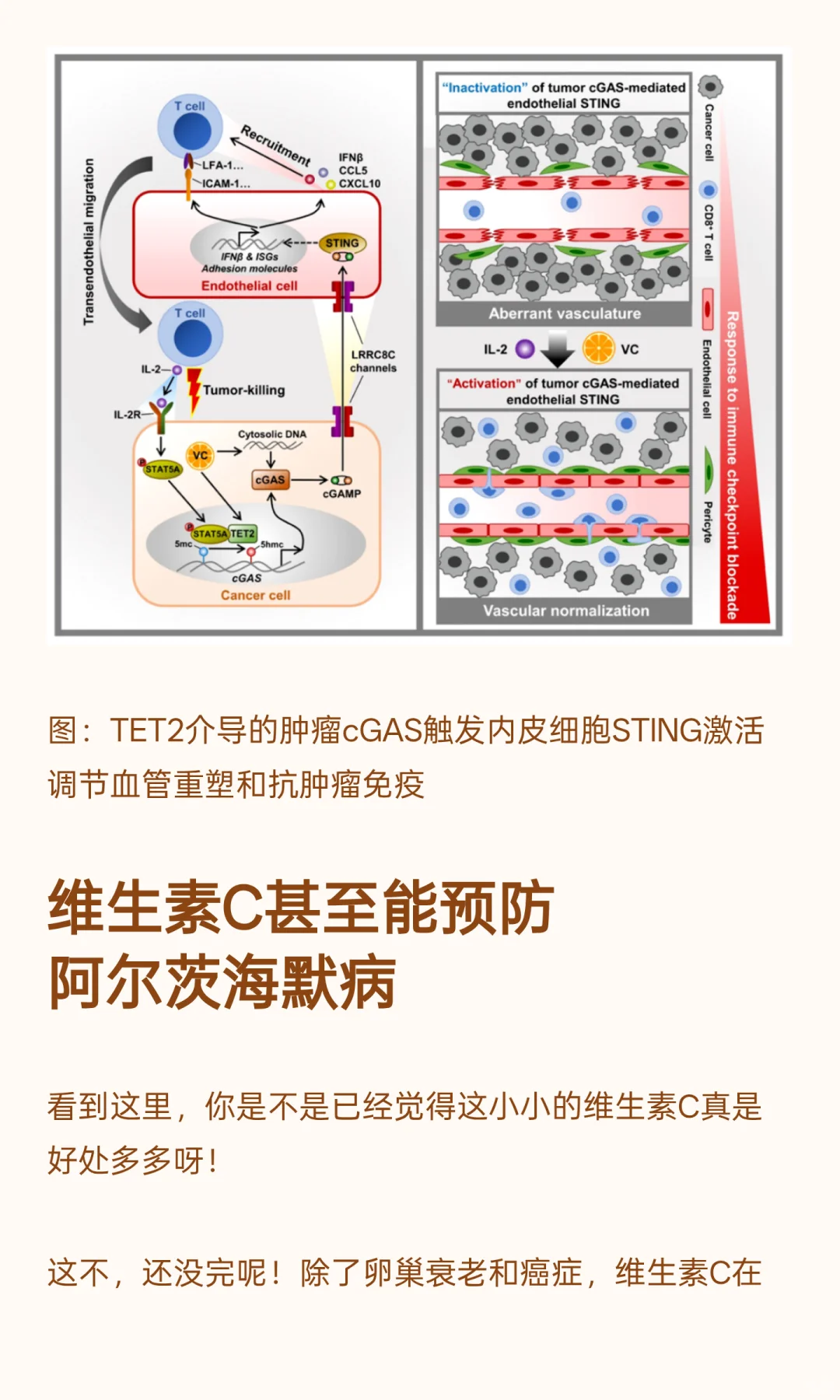 口服维生素C抗癌又抗衰？！